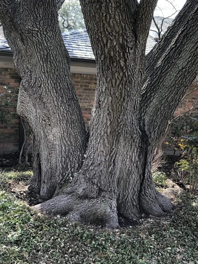 Mature heritage tree close to a Galena property cared for by certified arborists